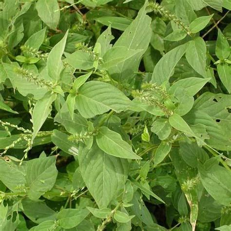 Achyranthes Aspera At Best Price In Kolkata By World Wide Enterprise