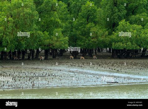 Spotted Deer In Sundarbans The Largest Mangrove Forest In The World