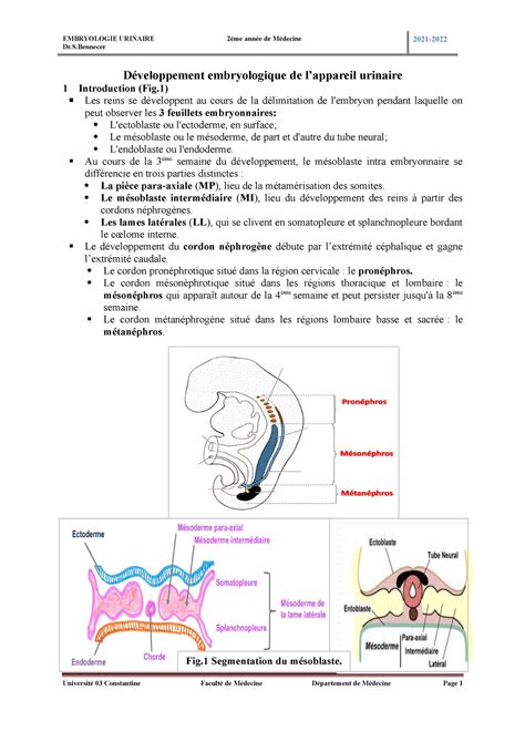 Cours Embryologie Urinaire 2022 Dr S 2021 Développement