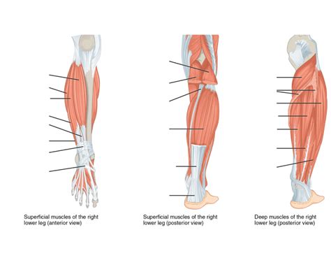 Lower Limb Unlabeled