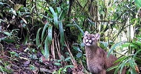 Puma ataca a niño de ocho años que sobrevive al mismo en el Lago