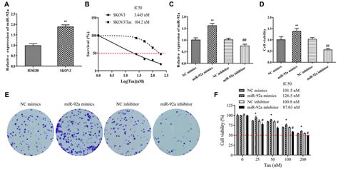 Mir 92a Promotes Skov3 Cell Proliferation Colony Formation And