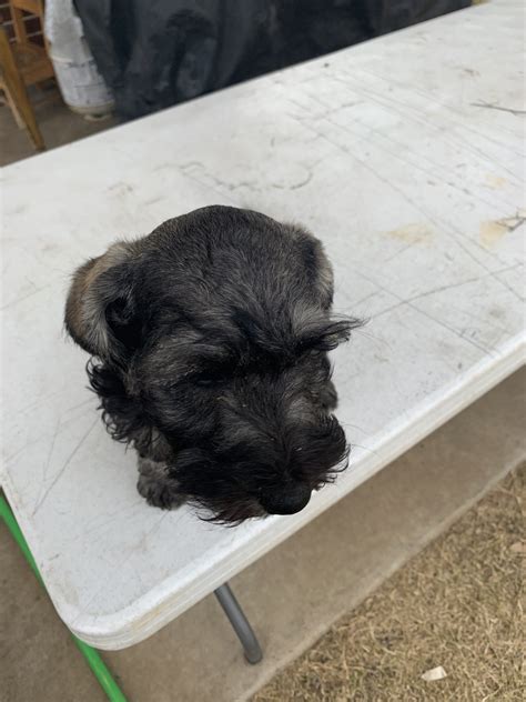 Schnoodle Puppies For Sale Fort Worth Tx