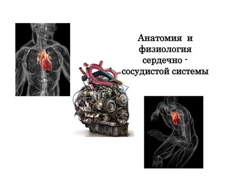 Анатомия и физиология сердечно сосудистой системы. Лекция №7 ...