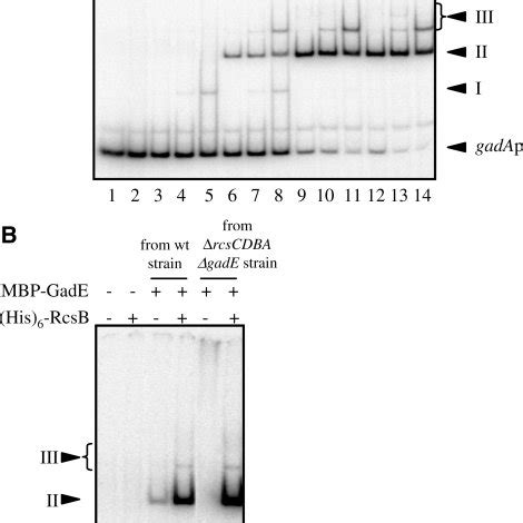 Binding Of Male Gade And His Rcsb To The Gada Promoter Region A