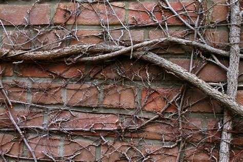 Free Images Branch Winter Wood Texture Leaf Frost Trunk Wall