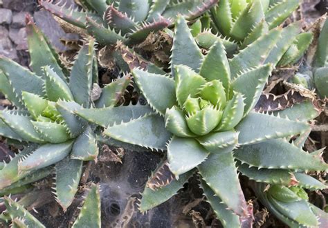 How To Grow Aloe Plants Garden Design