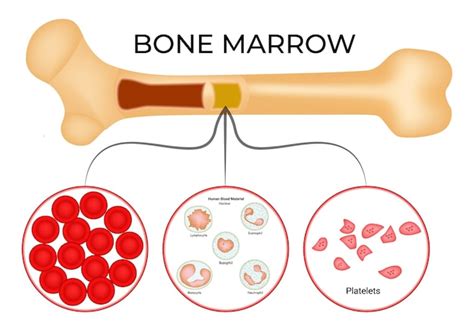 Premium Vector | The bone marrow serves as the origin of red blood ...