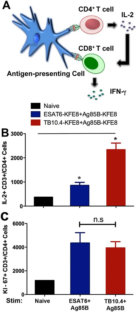 Co Assembly Of Cd T Cell Epitopes Ag B With Cd T Cell Epitopes