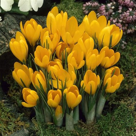 Yellow Mammoth Crocus Bulbs Buy Online Boston Bulbs Crocus Bulbs