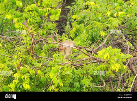 baby monkey playing, mother, group of monkeys Stock Photo - Alamy