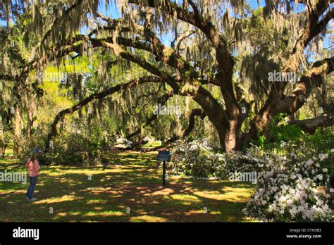 Plantation Oak, Historic District, Jekyll Island, Georgia, USA Stock ...