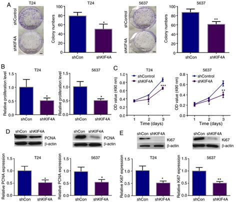 Kif A Promotes The Proliferation Of Bc Cells In Vitro A Colony