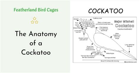 The Anatomy of a Cockatoo - Featherland Bird Cages