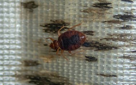 The Complete Guide To Safe And Effective Bed Bug Control In Ventura County