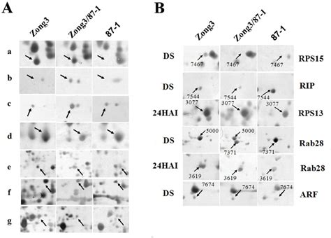 Differential Protein Expression Patterns And Some Some Identified