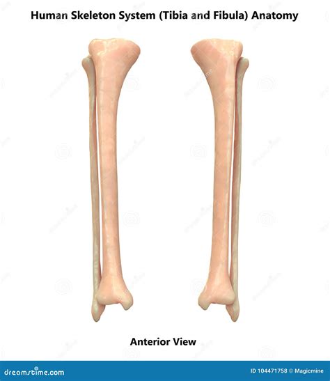 Human Skeleton System Tibia and Fibula Bones Anterior View Anatomy ...