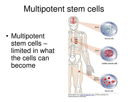 Ppt Stem Cells Powerpoint Presentation Free Download Id9099091