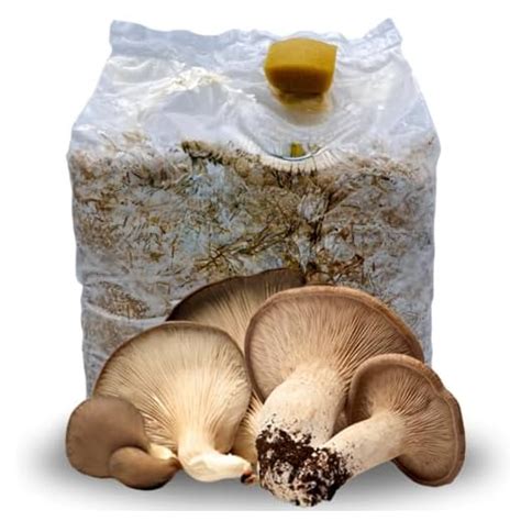 Coltivare Funghi Champignon Guida Per Principianti Coltivare Info