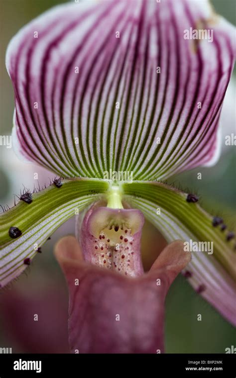 Paphiopedilum Complex Hi Res Stock Photography And Images Alamy