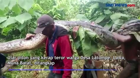 Ular Piton Raksasa Ditangkap Warga Desa Latompe Muna Barat Video