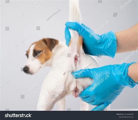 Veterinarian Doing Rectal Examination Jack Russell Stock Photo