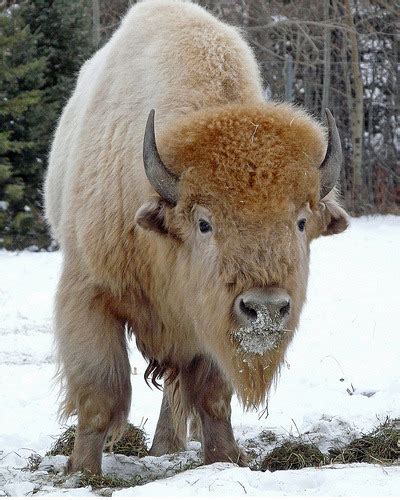 White buffalo - Alchetron, The Free Social Encyclopedia