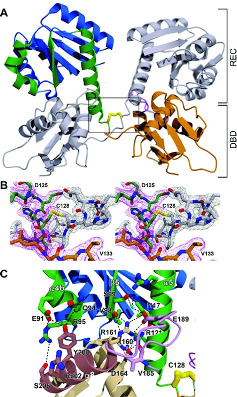 Ritr Oxidized Structure A Cartoon Representation Of The