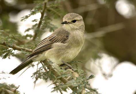 African Grey Flycatcher Marie France Grenouillet Wildlife Photographer