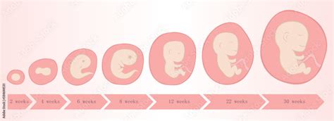 Embryo development in weeks baby toddler vector illustration Stock ...