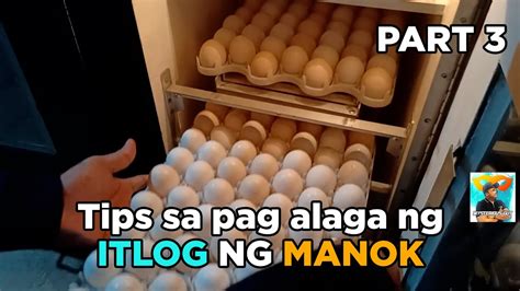 Tips Sa Pag Alaga Ng Itlog Ng Manok Part 3 Youtube