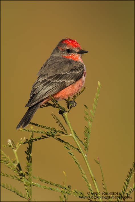 Vermilion Flycatcher 1 (vertical)