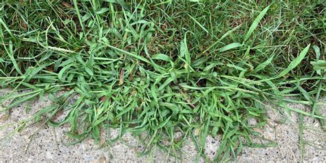 How To Stop Crabgrass From Taking Over Your Lawn