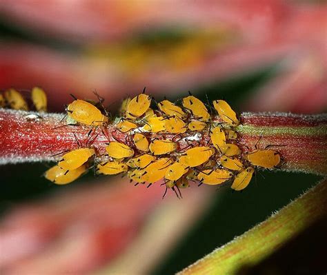 How To Identify And Get Rid Of Aphids On Your Trees And Shrubs