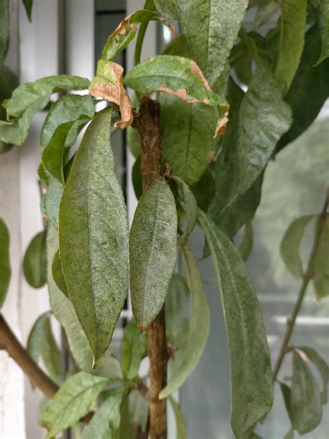 Nectarine tree, anyone know whats wrong with my nectarine sappling? Its