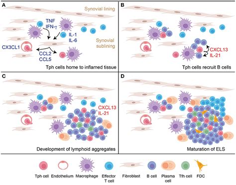 Frontiers T Cells That Help B Cells In Chronically Inflamed Tissues