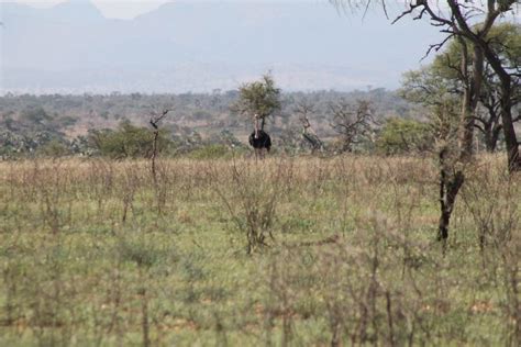 Bokora Game Reserve Inside Kidepo Valley National Park