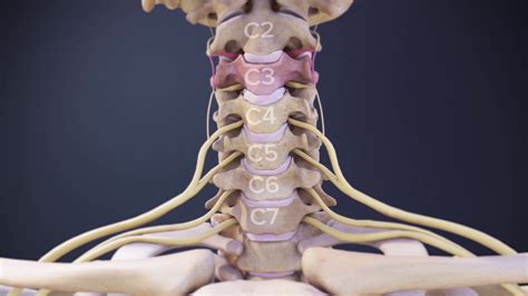 Cervical Spinal Nerves | Spine-health