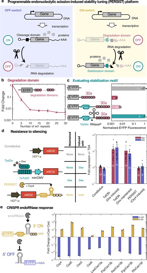 Engineering Persist Off And On Motifs For Regulated Gene Expression A Download Scientific