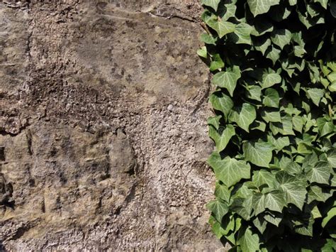 Castle Wall And Ivy Stock Image Image Of Texture Overgrown 185259515