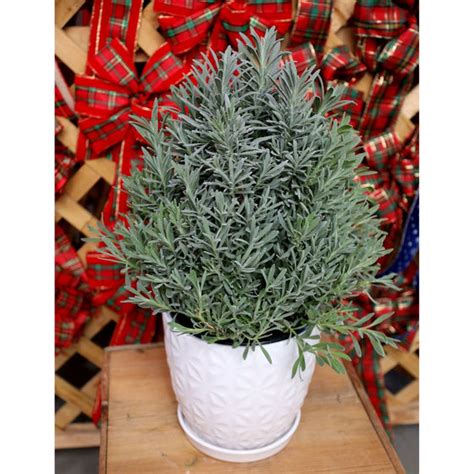 Buy Seasonal Lavender Topiary Online | Garden Goods Direct