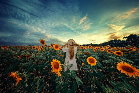 Sunflowers Sunflower Fields Sunflower Blonde Girl