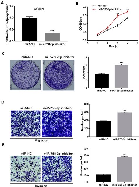 Promotion Of Ccrcc Cell Proliferation Migration And Invasion Through