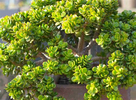jade plant   care  growing guide