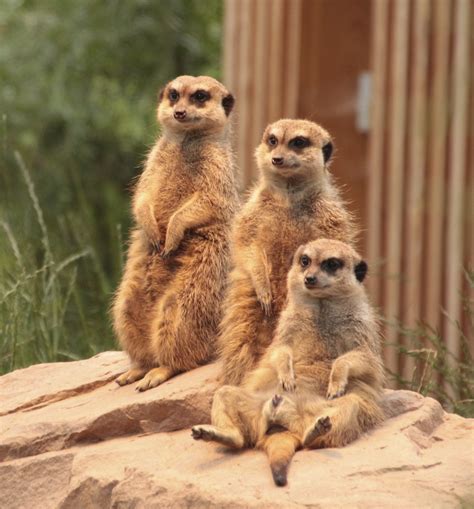 Meerkat Family Zoo - Free photo on Pixabay - Pixabay