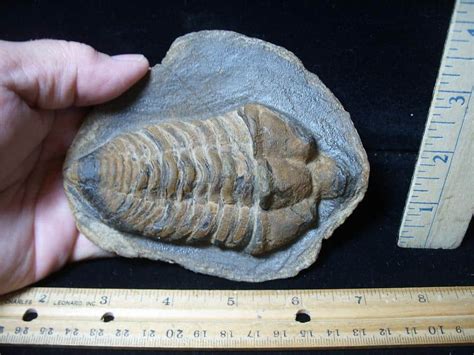 Rare Large Fossilized Trilobite Calymenella Sp Bergero 072424b