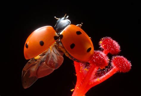 Ladybug shows off wings Photograph by Dung Ma - Fine Art America