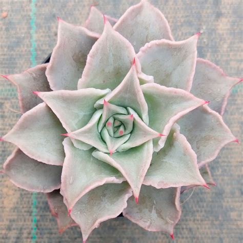 Echeveria Madiba Cuidados Y Reproducci N Th Suculentas