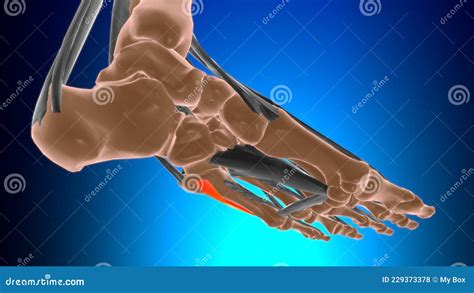 Opponens Digiti Minimi of Foot Muscle Anatomy for Medical Concept 3D Stock Illustration ...