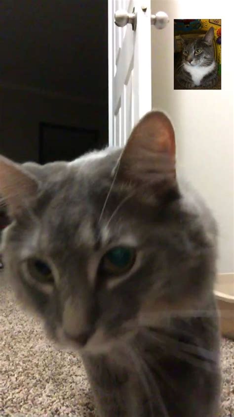 A Grey Cat Sitting On The Floor Looking At Something In Front Of It S Face